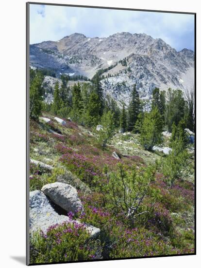 Wildflowers on Patterson Peak, Challis National Forest, Sawtooth Recreation Area, Idaho, USA-Scott T. Smith-Mounted Photographic Print