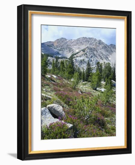 Wildflowers on Patterson Peak, Challis National Forest, Sawtooth Recreation Area, Idaho, USA-Scott T. Smith-Framed Photographic Print