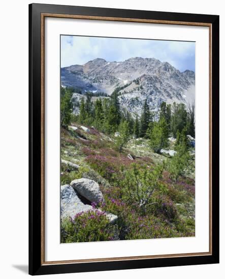 Wildflowers on Patterson Peak, Challis National Forest, Sawtooth Recreation Area, Idaho, USA-Scott T. Smith-Framed Photographic Print