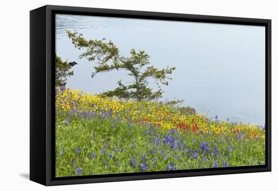 Wildflowers Overlooking Ocean, Yellow Island, Washington, USA-Jaynes Gallery-Framed Premier Image Canvas