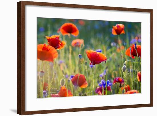 Wildflowers Poppies-Mike Mareen-Framed Photographic Print