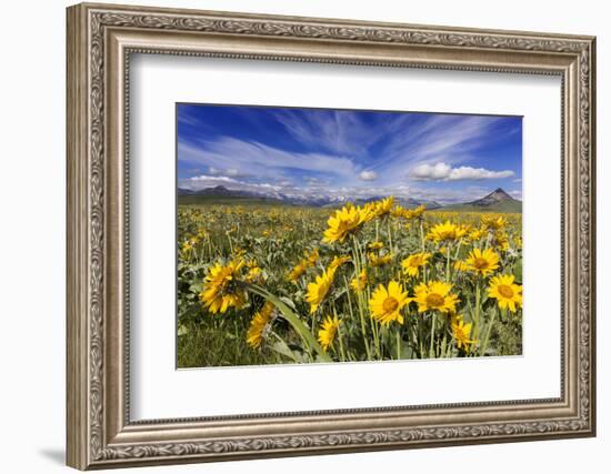 Wildflowers, Rocky Mountain Range, Augusta, Montana, Usa-Chuck Haney-Framed Photographic Print