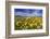 Wildflowers, Rocky Mountain Range, Augusta, Montana, Usa-Chuck Haney-Framed Photographic Print