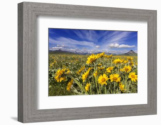 Wildflowers, Rocky Mountain Range, Augusta, Montana, Usa-Chuck Haney-Framed Photographic Print