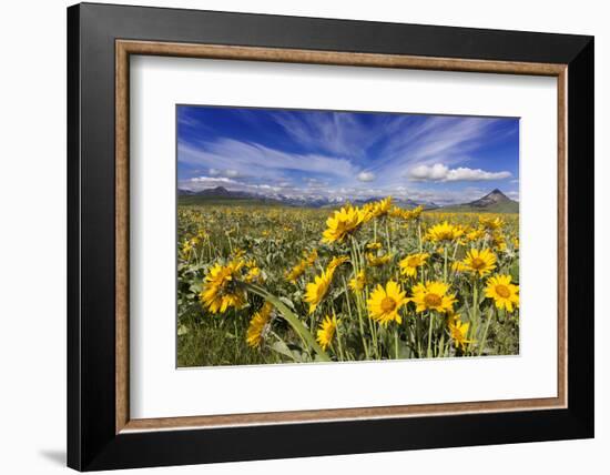 Wildflowers, Rocky Mountain Range, Augusta, Montana, Usa-Chuck Haney-Framed Photographic Print