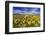 Wildflowers, Rocky Mountain Range, Augusta, Montana, Usa-Chuck Haney-Framed Photographic Print