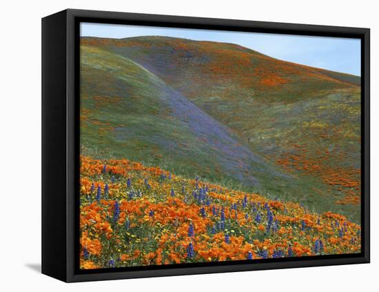 Wildflowers, Tehachapi Mountains, California, USA-Charles Gurche-Framed Premier Image Canvas