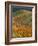 Wildflowers, Tehachapi Mountains, California, USA-Charles Gurche-Framed Photographic Print