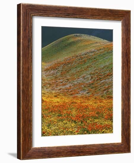 Wildflowers, Tehachapi Mountains, California, USA-Charles Gurche-Framed Photographic Print