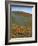 Wildflowers, Tehachapi Mountains, California, USA-Charles Gurche-Framed Photographic Print