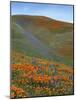 Wildflowers, Tehachapi Mountains, California, USA-Charles Gurche-Mounted Photographic Print