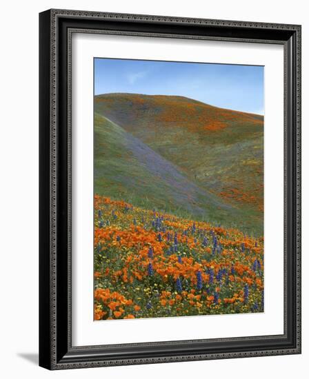 Wildflowers, Tehachapi Mountains, California, USA-Charles Gurche-Framed Photographic Print