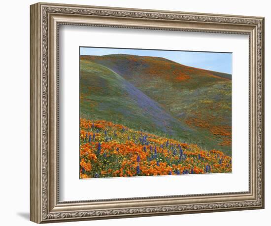 Wildflowers, Tehachapi Mountains, California, USA-Charles Gurche-Framed Photographic Print