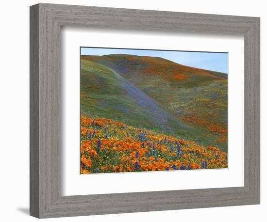 Wildflowers, Tehachapi Mountains, California, USA-Charles Gurche-Framed Photographic Print