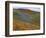 Wildflowers, Tehachapi Mountains, California, USA-Charles Gurche-Framed Photographic Print