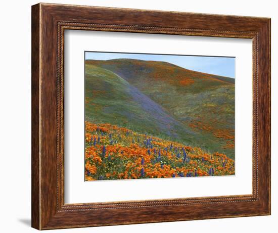 Wildflowers, Tehachapi Mountains, California, USA-Charles Gurche-Framed Photographic Print