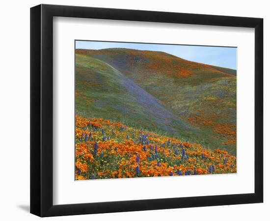 Wildflowers, Tehachapi Mountains, California, USA-Charles Gurche-Framed Photographic Print