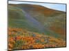 Wildflowers, Tehachapi Mountains, California, USA-Charles Gurche-Mounted Photographic Print