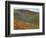 Wildflowers, Tehachapi Mountains, California, USA-Charles Gurche-Framed Photographic Print