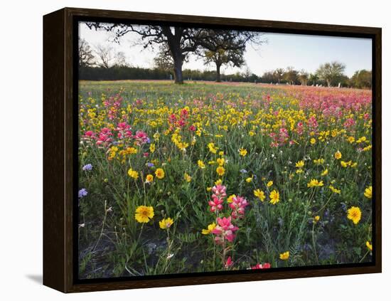 Wildflowers, Texas, USA-Larry Ditto-Framed Premier Image Canvas