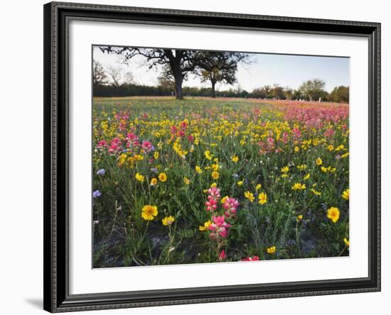 Wildflowers, Texas, USA-Larry Ditto-Framed Photographic Print