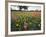 Wildflowers, Texas, USA-Larry Ditto-Framed Photographic Print