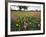 Wildflowers, Texas, USA-Larry Ditto-Framed Photographic Print