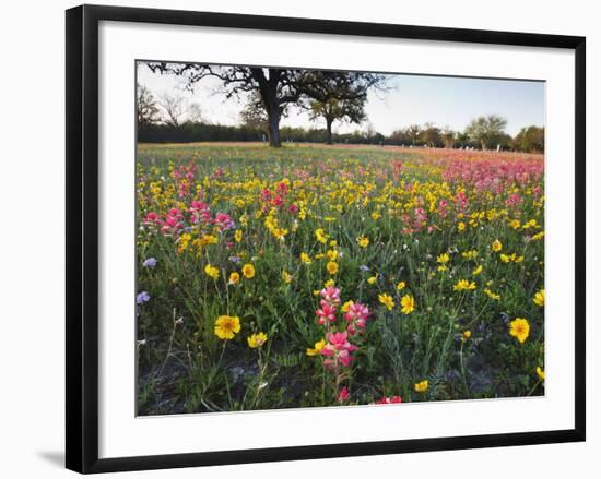 Wildflowers, Texas, USA-Larry Ditto-Framed Photographic Print