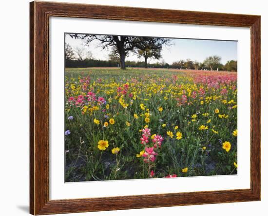 Wildflowers, Texas, USA-Larry Ditto-Framed Photographic Print