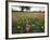 Wildflowers, Texas, USA-Larry Ditto-Framed Photographic Print