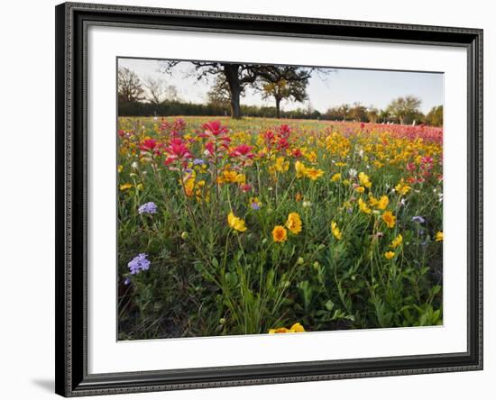 Wildflowers, Texas, USA-Larry Ditto-Framed Photographic Print