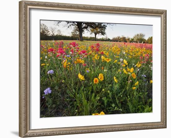 Wildflowers, Texas, USA-Larry Ditto-Framed Photographic Print