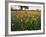 Wildflowers, Texas, USA-Larry Ditto-Framed Photographic Print