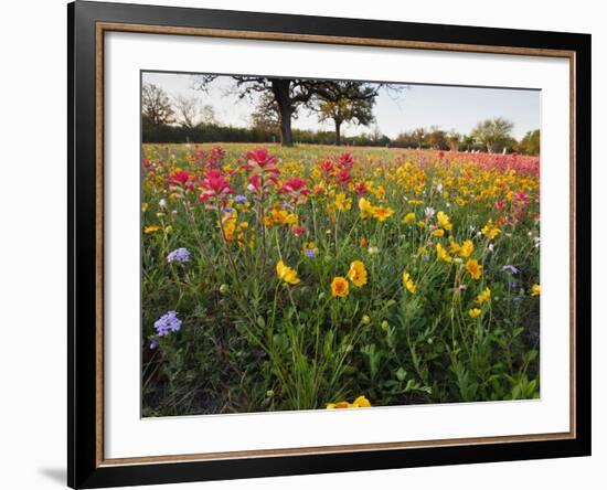 Wildflowers, Texas, USA-Larry Ditto-Framed Photographic Print