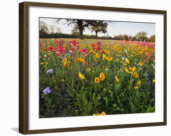 Wildflowers, Texas, USA-Larry Ditto-Framed Photographic Print