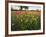 Wildflowers, Texas, USA-Larry Ditto-Framed Photographic Print