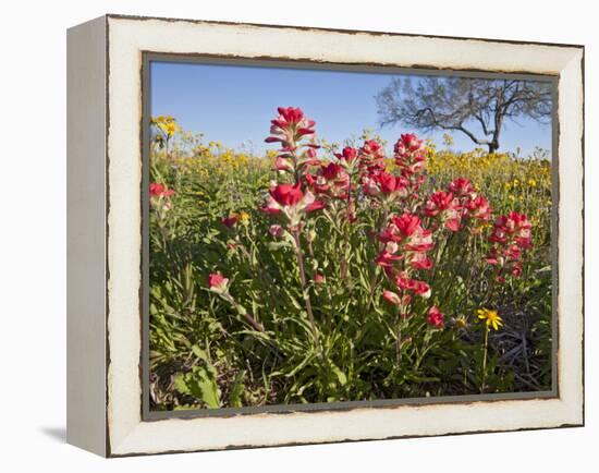 Wildflowers, Texas, USA-Larry Ditto-Framed Premier Image Canvas