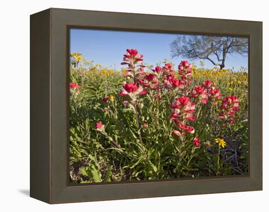 Wildflowers, Texas, USA-Larry Ditto-Framed Premier Image Canvas