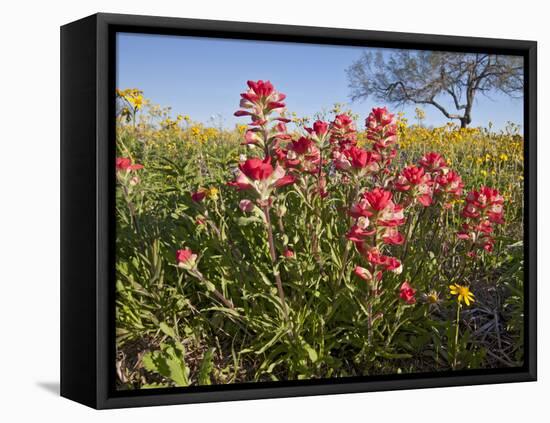 Wildflowers, Texas, USA-Larry Ditto-Framed Premier Image Canvas