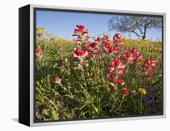 Wildflowers, Texas, USA-Larry Ditto-Framed Premier Image Canvas