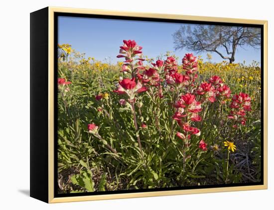 Wildflowers, Texas, USA-Larry Ditto-Framed Premier Image Canvas