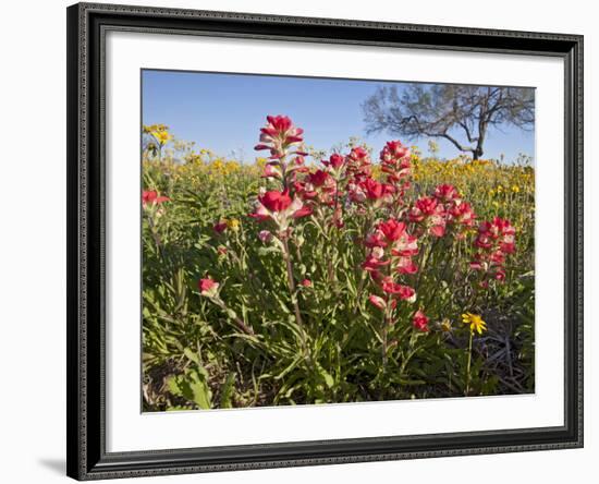 Wildflowers, Texas, USA-Larry Ditto-Framed Photographic Print