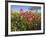 Wildflowers, Texas, USA-Larry Ditto-Framed Photographic Print