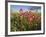 Wildflowers, Texas, USA-Larry Ditto-Framed Photographic Print