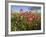 Wildflowers, Texas, USA-Larry Ditto-Framed Photographic Print