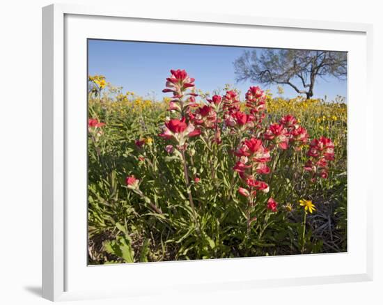 Wildflowers, Texas, USA-Larry Ditto-Framed Photographic Print