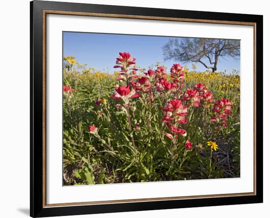 Wildflowers, Texas, USA-Larry Ditto-Framed Photographic Print