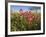 Wildflowers, Texas, USA-Larry Ditto-Framed Photographic Print