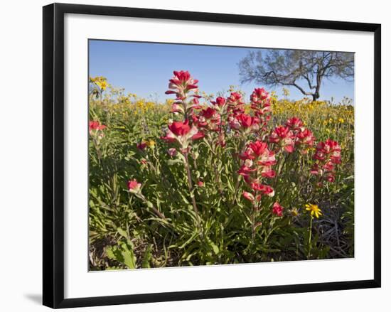 Wildflowers, Texas, USA-Larry Ditto-Framed Photographic Print