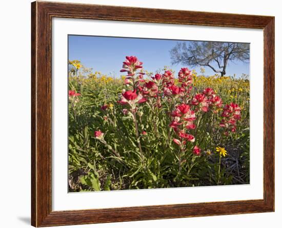 Wildflowers, Texas, USA-Larry Ditto-Framed Photographic Print